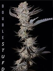 Double Stuffd